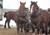 W Skaryszewie handluje sie głównie końmi pociagowymi i roboczymi