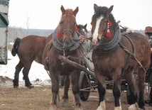 W Skaryszewie handluje sie głównie końmi pociagowymi i roboczymi