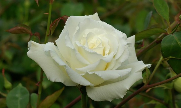 Ścięto ich, bo stanęli w obronie Polaków i Żydów