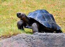 Żółw z Galapagos
