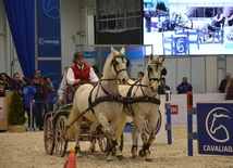 Zawody zaprzęgów