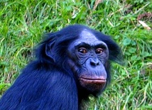 Bonobo