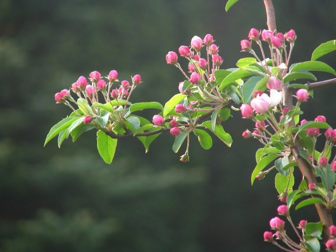 Powołanie do strzeżenia stworzenia