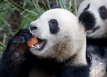 Panda dowcipniś 