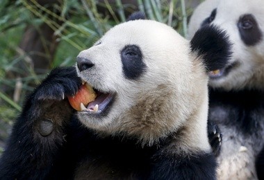 Panda dowcipniś 