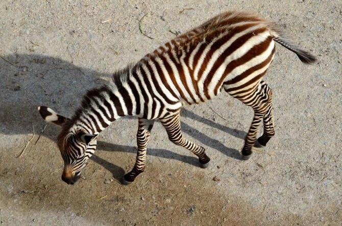 Park Narodowy Namib-Naukluft (Namibia)