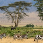 Park Narodowy Serengeti (Tanzania)