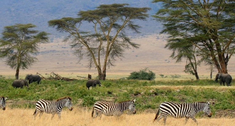 Park Narodowy Serengeti (Tanzania)