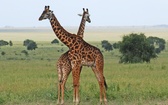 Park Narodowy Serengeti (Tanzania)