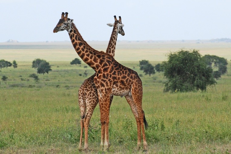 Park Narodowy Serengeti (Tanzania)