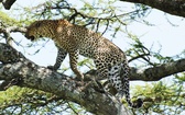 Park Narodowy Serengeti (Tanzania)