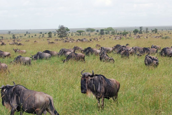 Park Narodowy Serengeti (Tanzania)