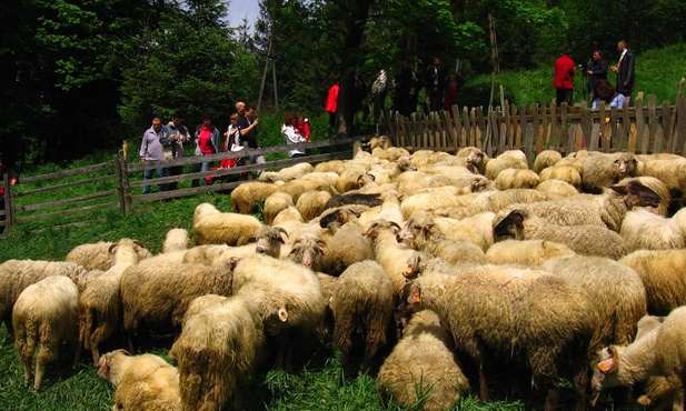 Tak wyglądał wiosenny redyk w Korbielowie w 2008 roku