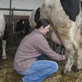 Gospodarstwo Pauliny specjalizuje się w hodowli krów mlecznych  