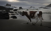 Krowy na plaży, czyli GN na brzegu Pacyfiku