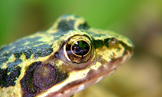 W Suwalskim Parku Krajobrazowym występuje 12 gatunków płazów