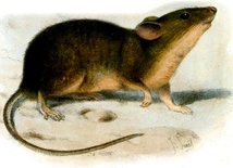Mysz