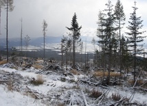 Płoną lasy Tatrzańskiego Parku Narodowego