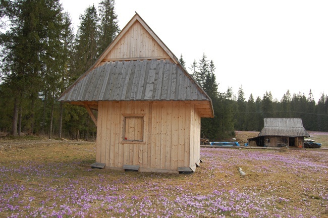 Podhale pełne krokusów