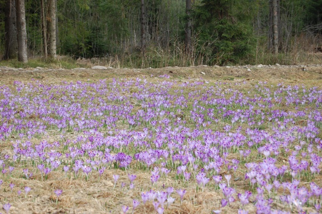 Podhale pełne krokusów