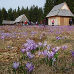 Podhale pełne krokusów