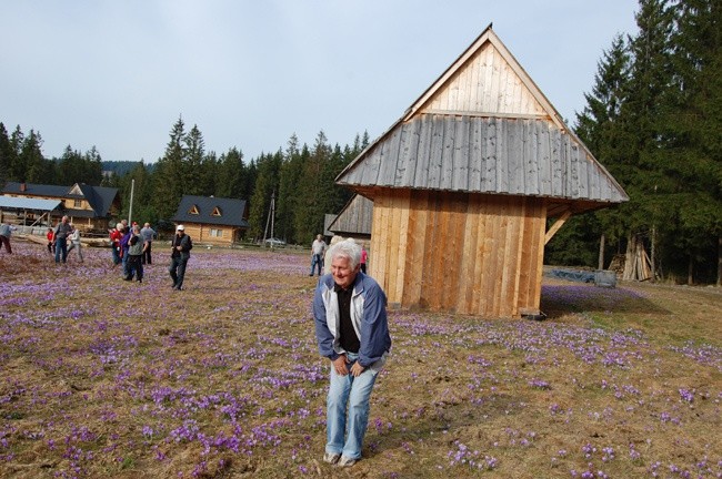 Podhale pełne krokusów