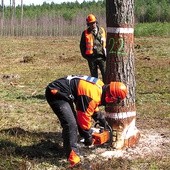 Bezpieczne ścięcie takiego drzewa wymaga nie lada wprawy