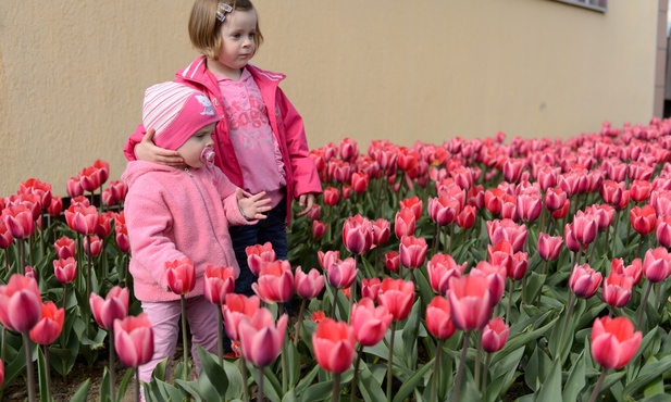 Wielkie targi tulipanów