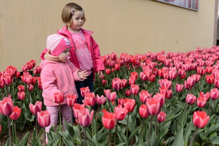 Wielkie targi tulipanów