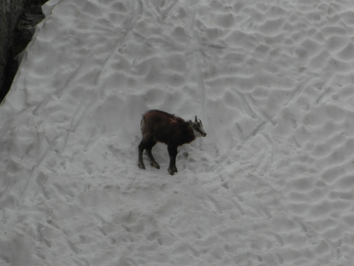 Pięć Stawów i kozice, czyli Tatry puste po majówce