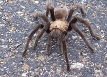 Na Białorusi osiedliły się tarantule