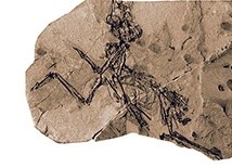 Ptak spod Rzeszowa żył 29 mln lat temu. Był niewielki, miał kilkanaście centymetrów wysokości i nie był dobrym lotnikiem