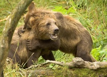 Trzy martwe niedźwiedzie w Bieszczadach