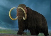Rosjanie sklonują mamuta?
