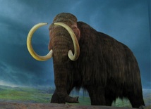 Rosjanie sklonują mamuta?