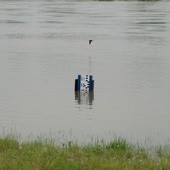 Wysoka woda na Wiśle