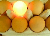 Jajka które świecą