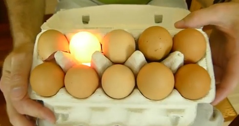 Jajka, które świecą
