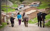 Dziewczyny z Pomacanchy prowadzą krowy na wypas 