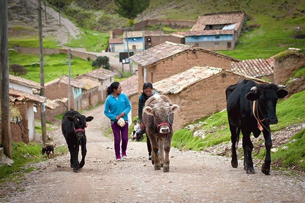 Dziewczyny z Pomacanchy prowadzą krowy na wypas 