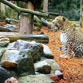 Płockie ZOO mieści się na ul. Norbertańskiej 2