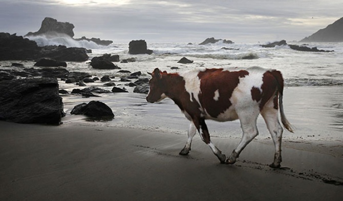 Surrealistyczna krowa  na plaży w Pilolcura