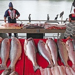 Targ rybny w Valdivii 