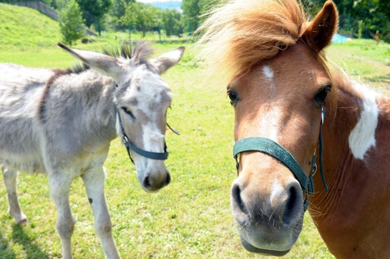 Białorusini w Zagórzu Śląskim