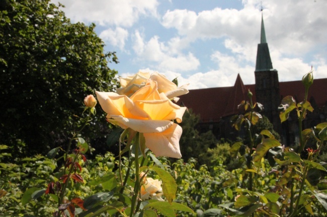 Ogród u sióstr Szkolnych de Notre Dame