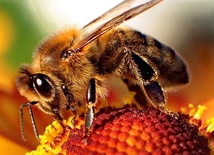 Pszczoły masowo giną. To epidemia
