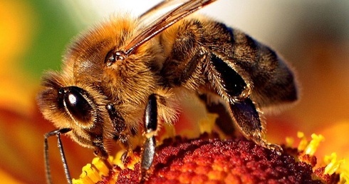 Pszczoły masowo giną. To epidemia