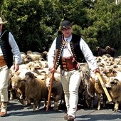 Piotr Kohut na czele Redyku Karpackiego wędruje z owcami przez hale i połoniny – i budzi dawnego ducha góralskiej jedności