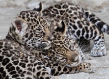 Samiczki jaguara 