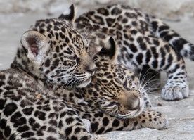 Samiczki jaguara 